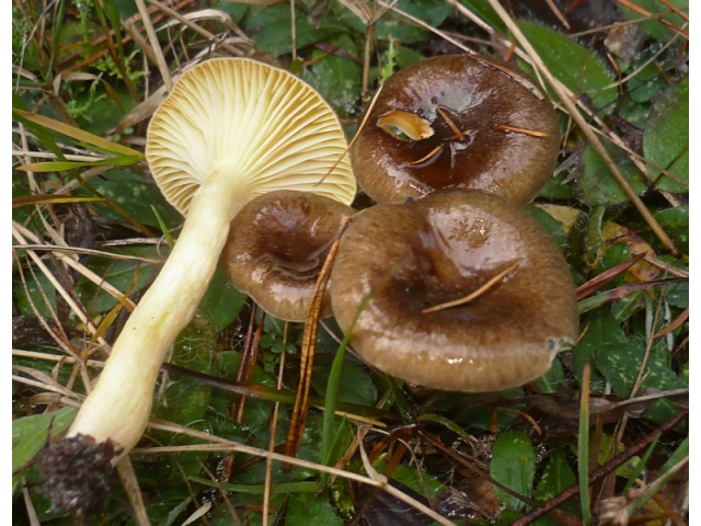 Мицелий Гигрофора бурого / Гигрофор поздний (Hygrophorus hypothejus)